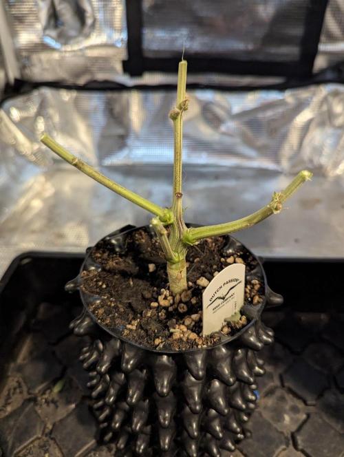 Micro Grow Q126. Week 10