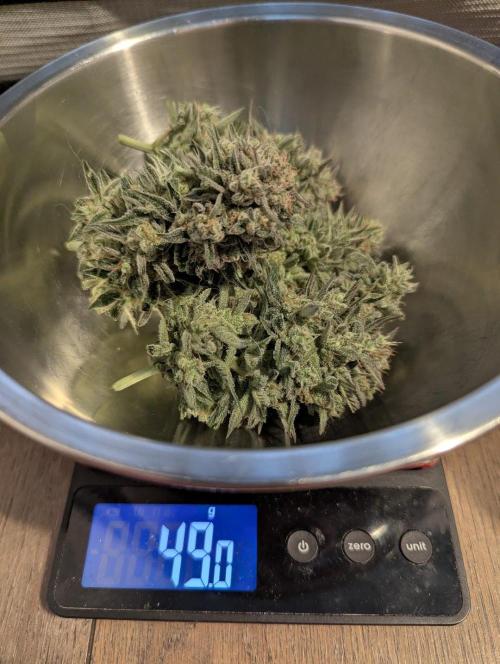 Micro Grow Q126. Week 10