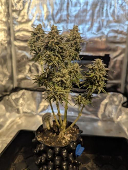 Micro Grow Q126. Week 10