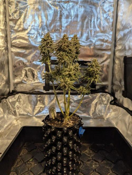 Micro Grow Q126. Week 10