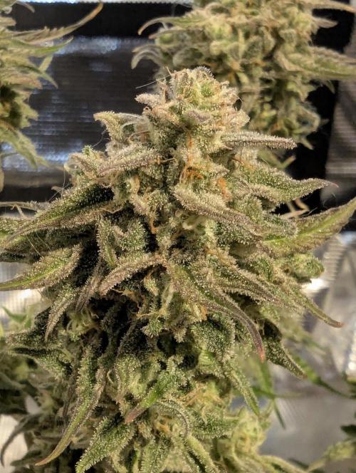 Micro Grow Q126. Week 10