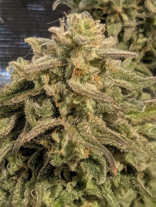 Micro Grow Q126. Week 10
