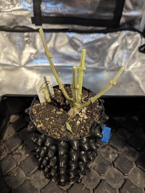 Micro Grow Q126. Week 10
