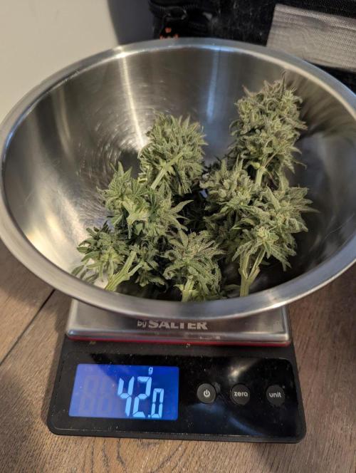 Micro Grow Q126. Week 10