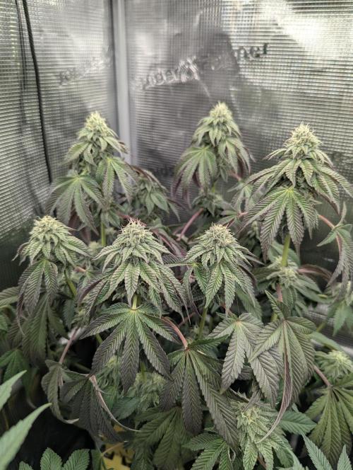 Potion - Wizard Trees. Week 10