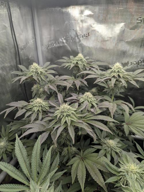 Potion - Wizard Trees. Week 10