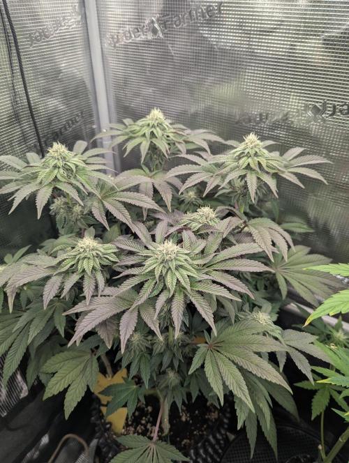 Potion - Wizard Trees. Week 10