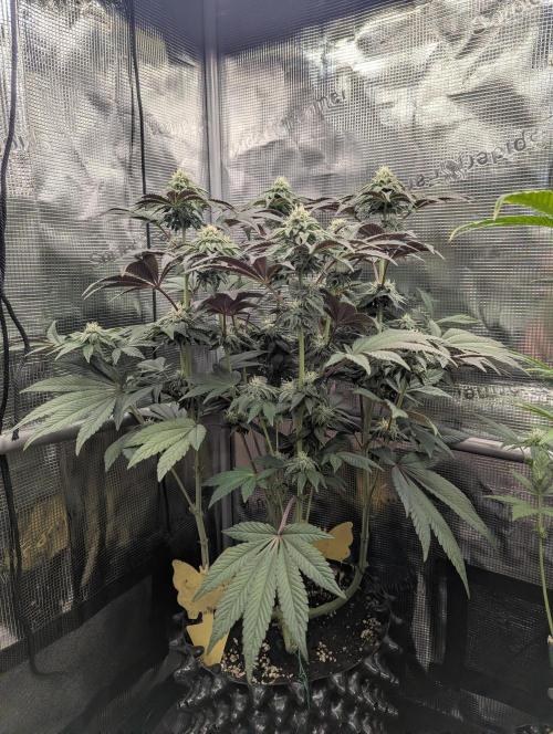Potion - Wizard Trees. Week 10