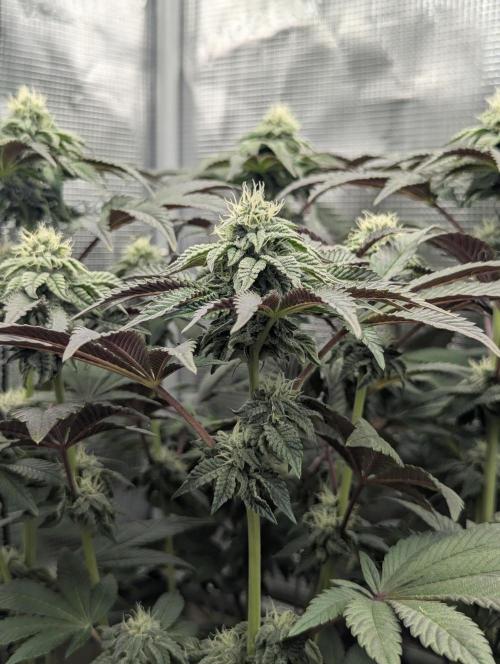 Potion - Wizard Trees. Week 10