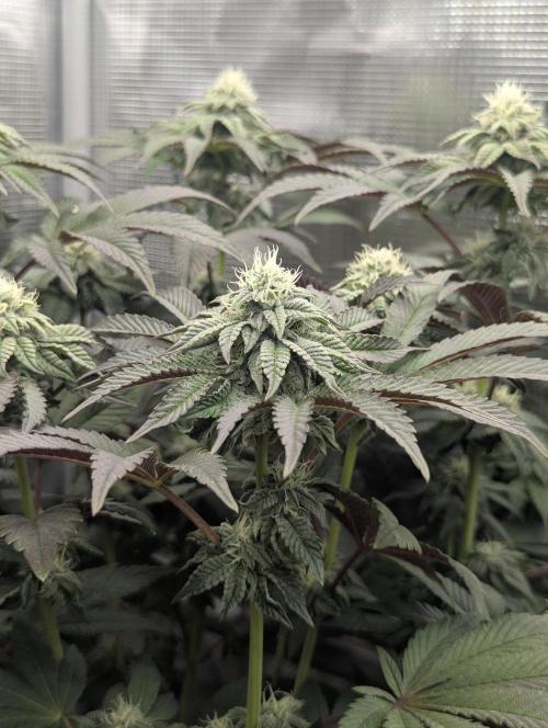 Potion - Wizard Trees. Week 10