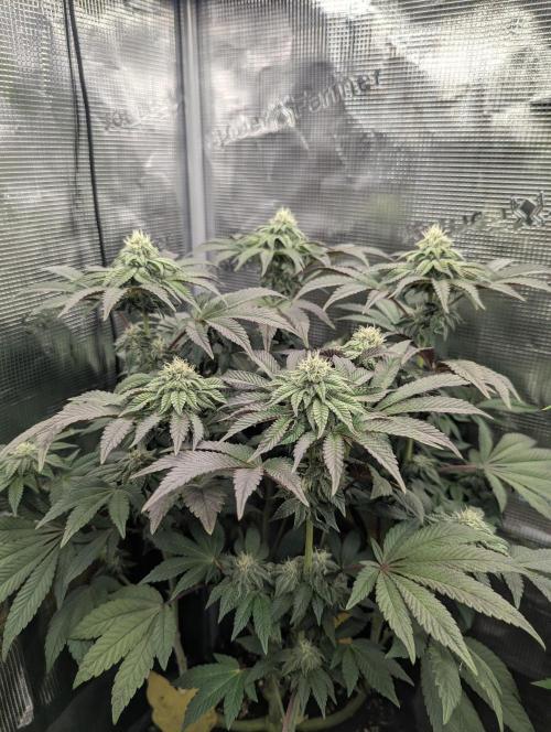 Potion - Wizard Trees. Week 10