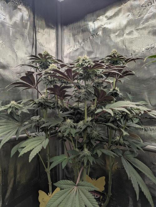 Potion - Wizard Trees. Week 10