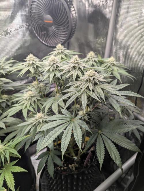 Glue 31 - Compound Genetics. Week 9