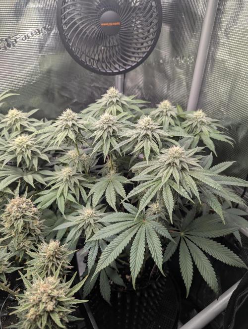 Glue 31 - Compound Genetics. Week 9