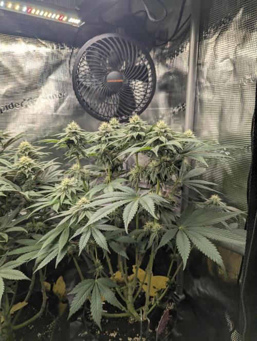 Glue 31 - Compound Genetics. Week 9
