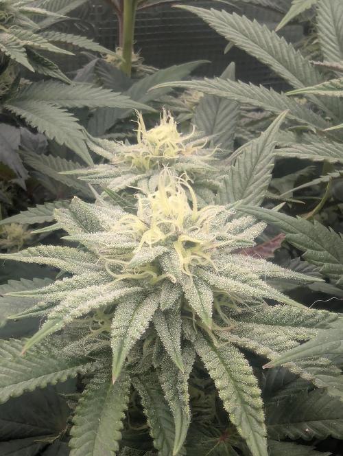 Glue 31 - Compound Genetics. Week 9