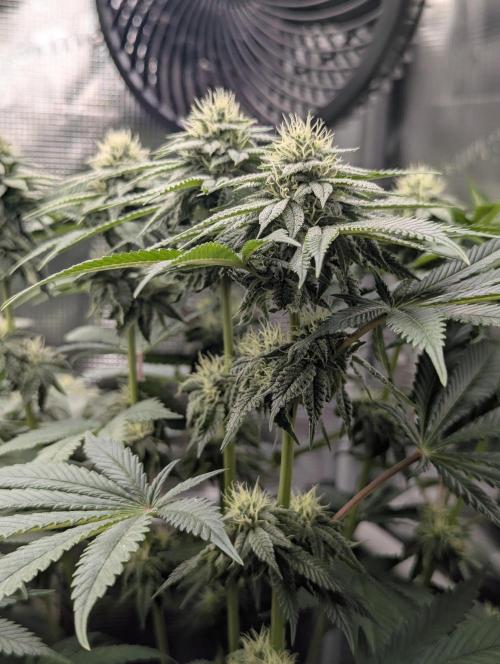 Glue 31 - Compound Genetics. Week 9