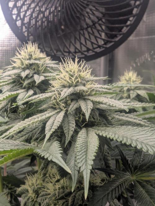 Glue 31 - Compound Genetics. Week 9