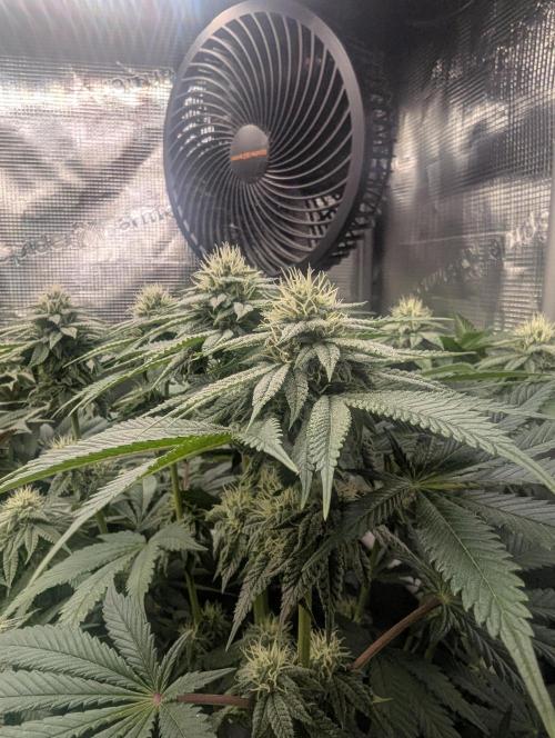 Glue 31. Week 9