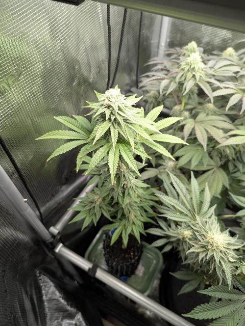 Mental Rainbow FF - Sweet Seeds. Week 8