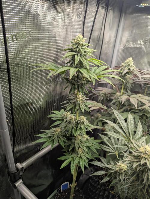 Mental Rainbow FF - Sweet Seeds. Week 8