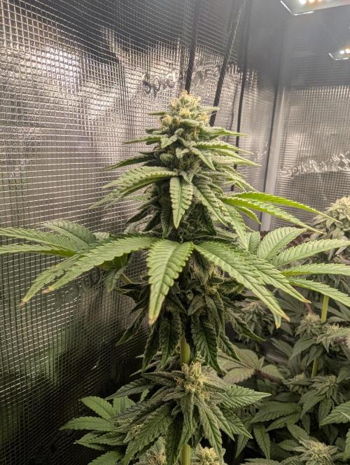Mental Rainbow FF - Sweet Seeds. Week 8