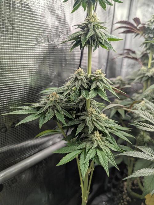 Mental Rainbow FF - Sweet Seeds. Week 8