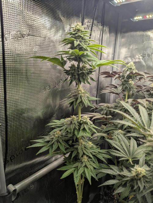 Mental Rainbow FF - Sweet Seeds. Week 8