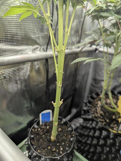 Mental Rainbow FF - Sweet Seeds. Week 8