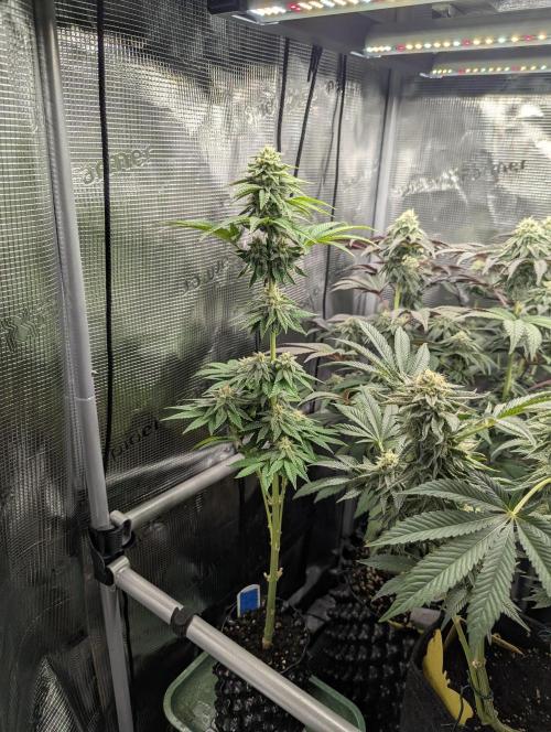 Mental Rainbow FF - Sweet Seeds. Week 8