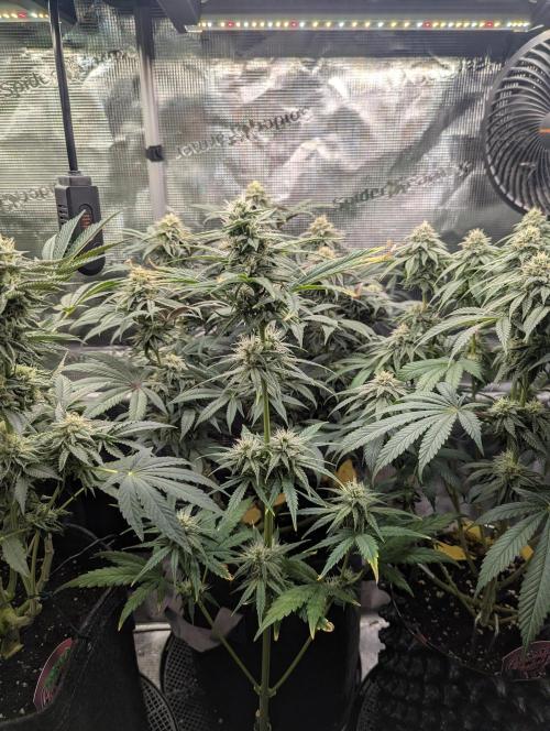 Toad Venum Auto - Growers Choice. Week 5