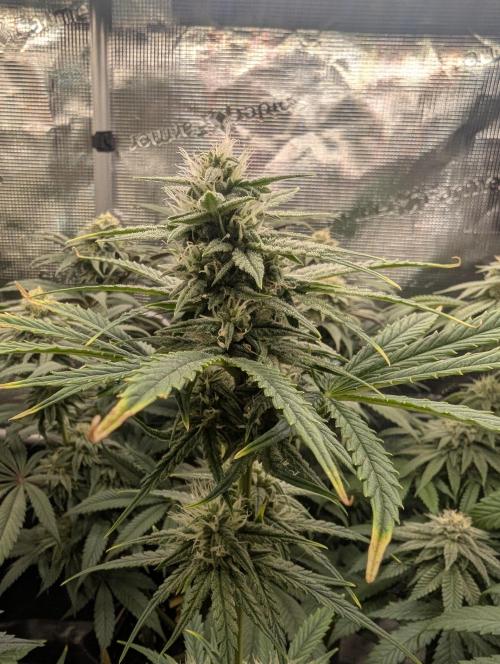 Toad Venum Auto - Growers Choice. Week 5