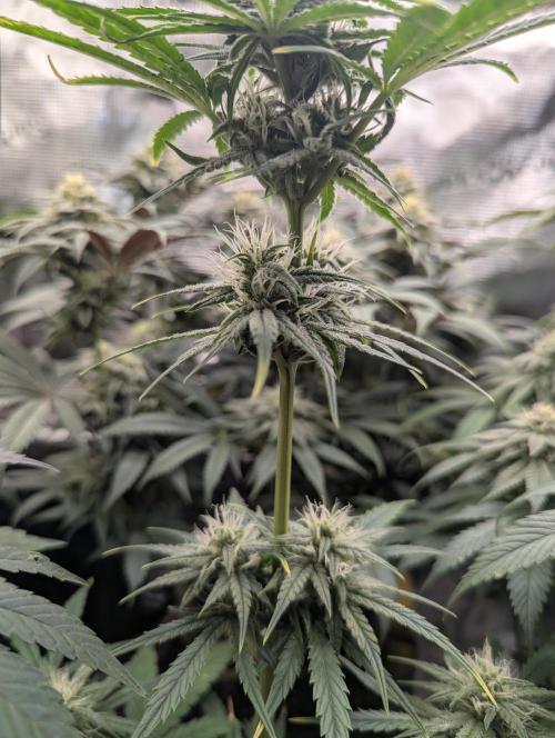 Toad Venum Auto - Growers Choice. Week 5