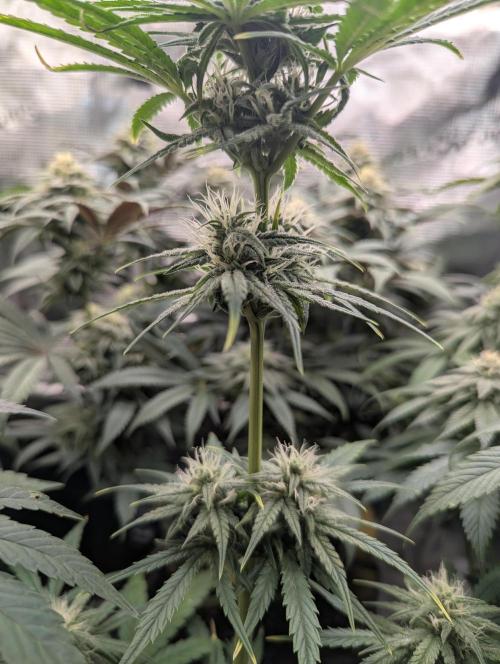 Toad Venum Auto - Growers Choice. Week 5