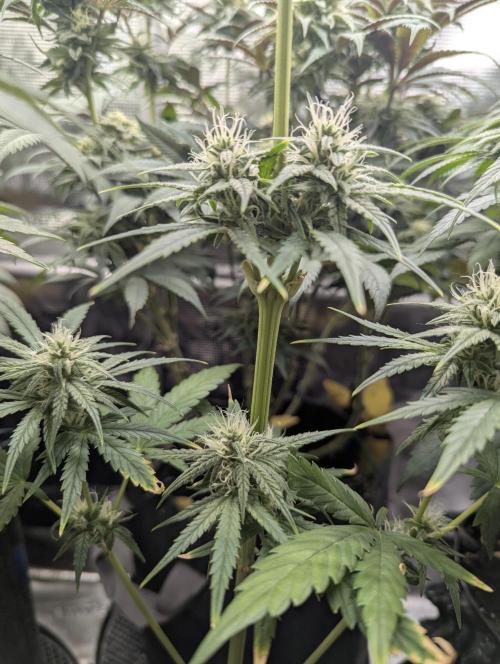 Toad Venum Auto - Growers Choice. Week 5