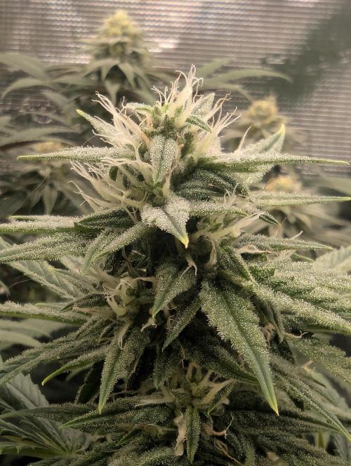 Toad Venum Auto - Growers Choice. Week 5