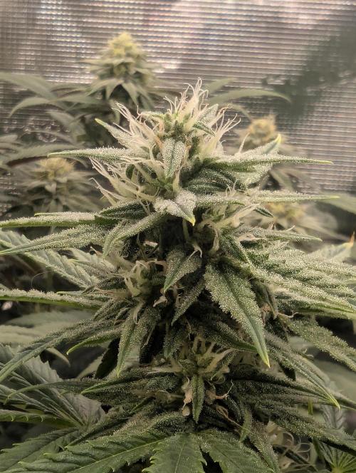 Toad Venum Auto - Growers Choice. Week 5