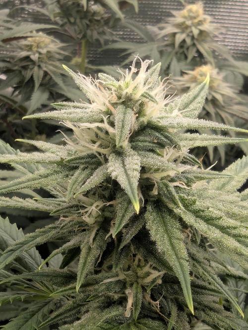 Toad Venum Auto - Growers Choice. Week 5