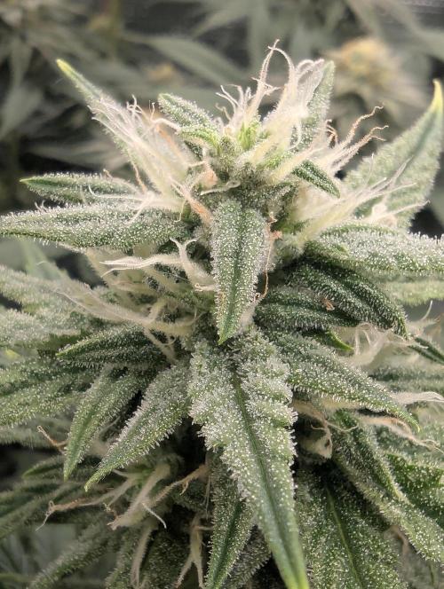 Toad Venum Auto - Growers Choice. Week 5