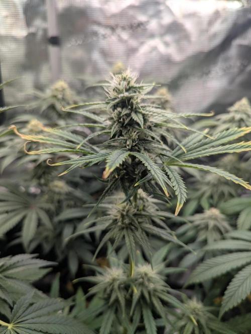 Grow Tent 4’x2’x5′ (120cm x 60cm x 150cm). Week 5