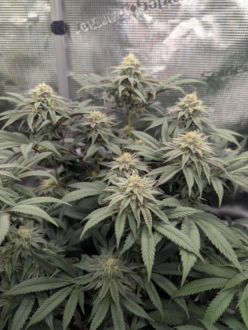Grand Prixx - Wizard Trees. Week 10