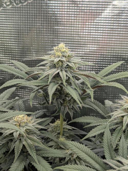 Grand Prixx - Wizard Trees. Week 10