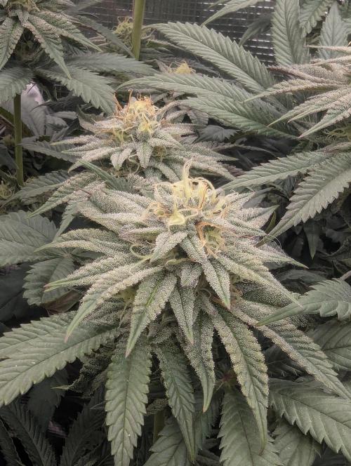 Grand Prixx - Wizard Trees. Week 10