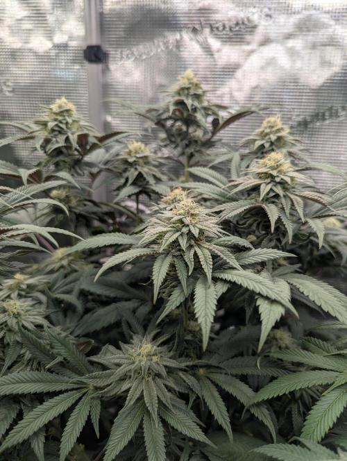 Grand Prixx - Wizard Trees. Week 10
