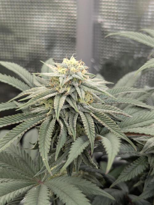Grand Prixx - Wizard Trees. Week 10