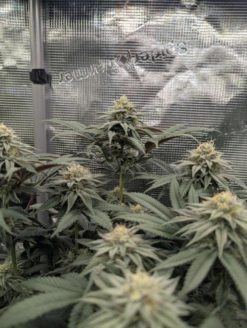Grand Prixx - Wizard Trees. Week 10