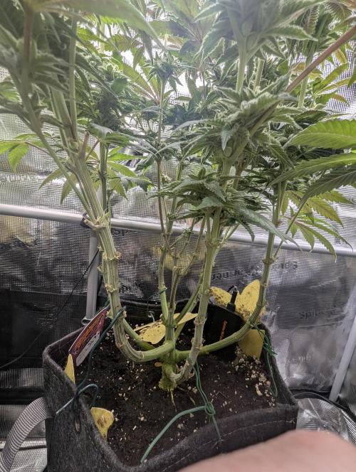 Grand Prixx - Wizard Trees. Week 10