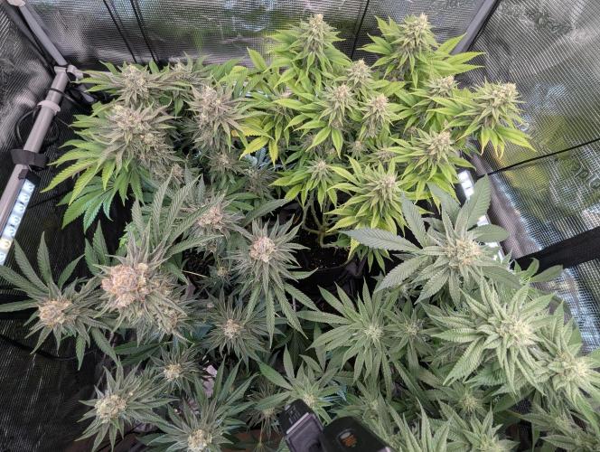 Gary Patron - Nine Weeks Harvest. Week 10
