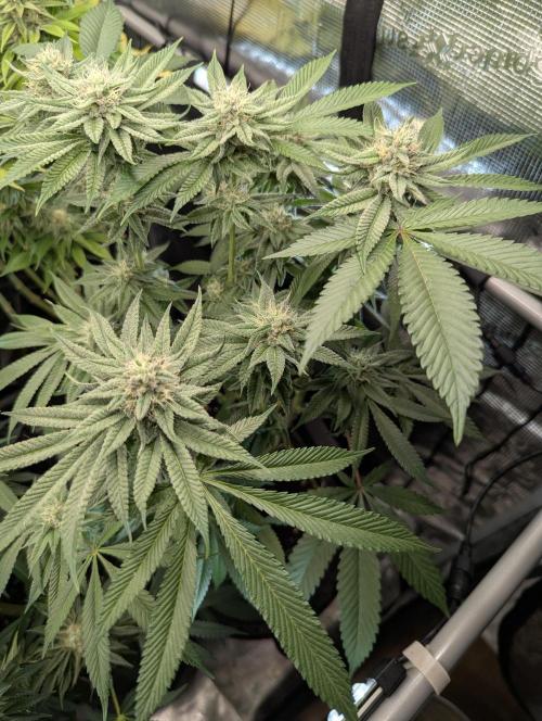 Gary Patron - Nine Weeks Harvest. Week 10
