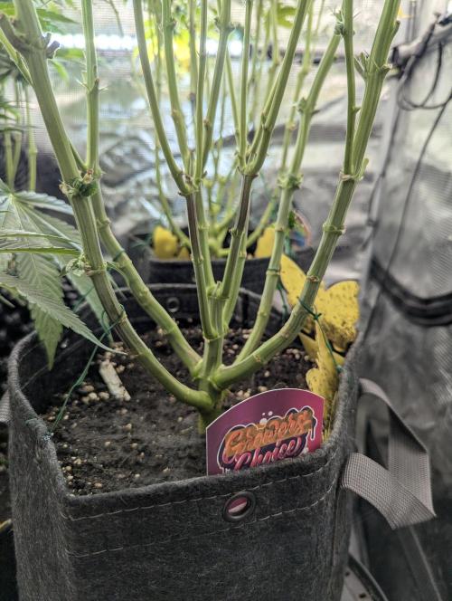 Gary Patron - Nine Weeks Harvest. Week 10